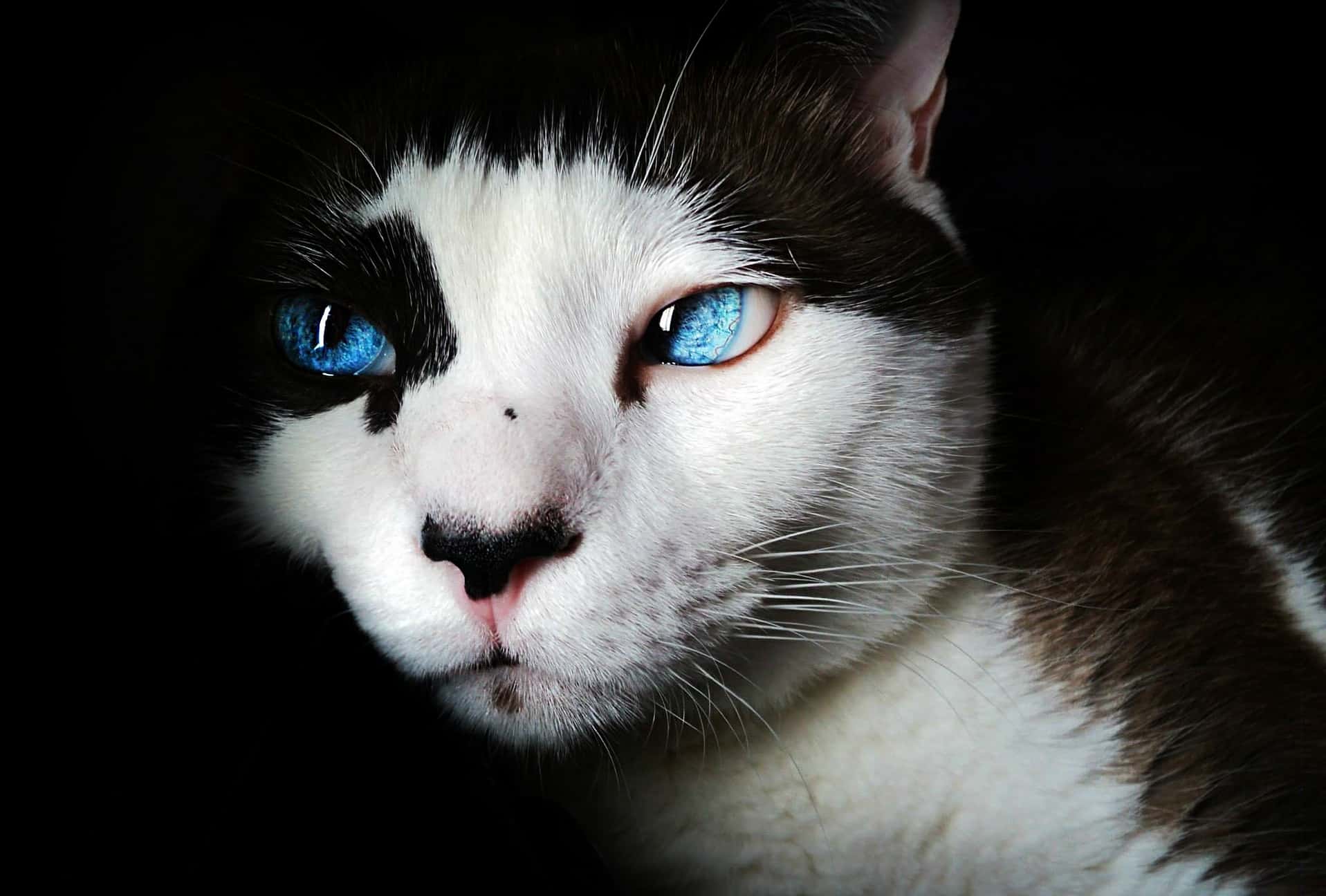 black and white cat with blue eyes