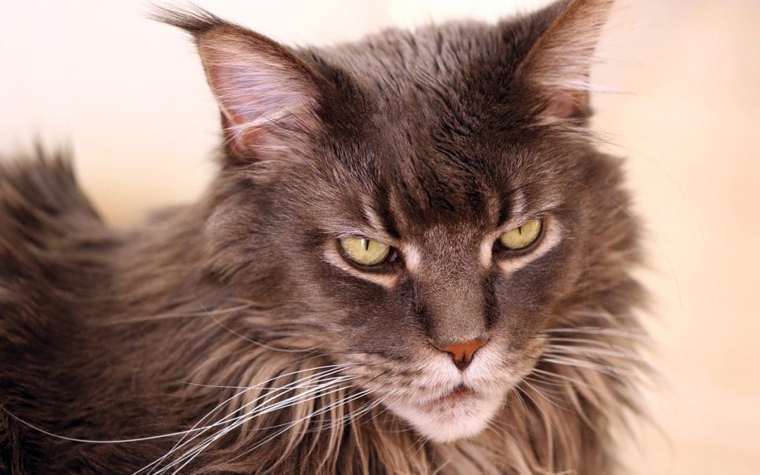 Maine Coon Munchkin Cats: A Unique Breed Combo