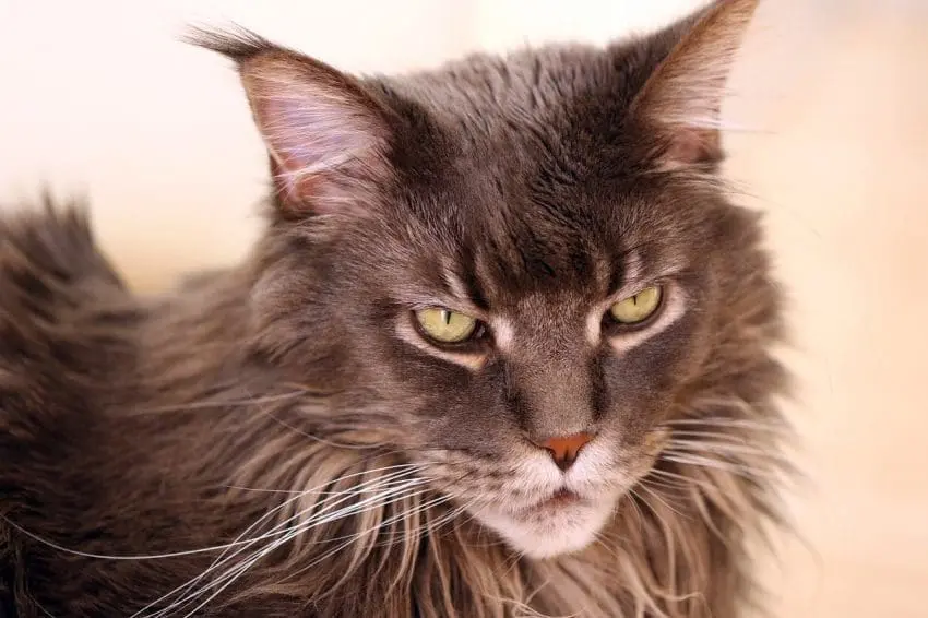 Want A Maine Coon Munchkin Cat Breed Mix? Read These Facts Right Now