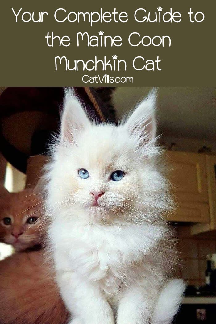 Maine Coon Munchkin Cat breed mix