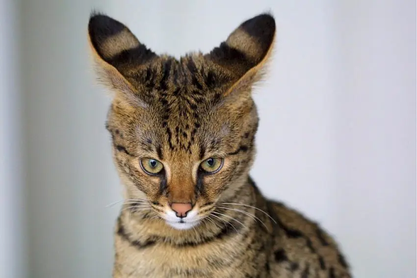 Savannah cat breed 