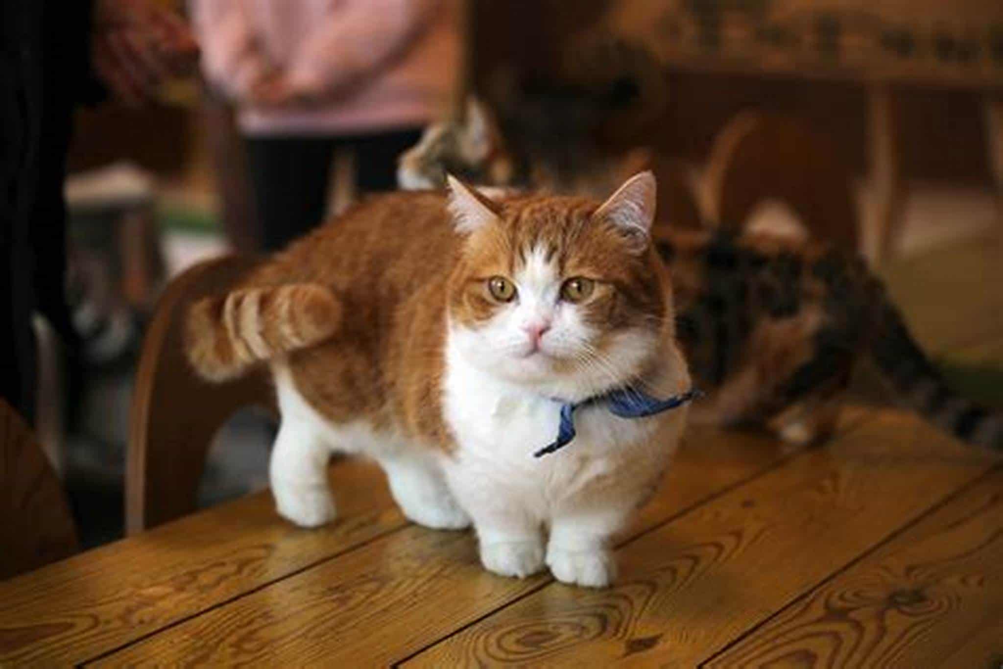 Could You Resist a Skookum Cat?