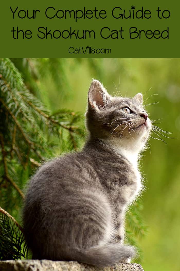 Have you heard of the Skookum cat breed? If not, don't worry: we'll cover everything you need to know about these relatively new and unique cats!