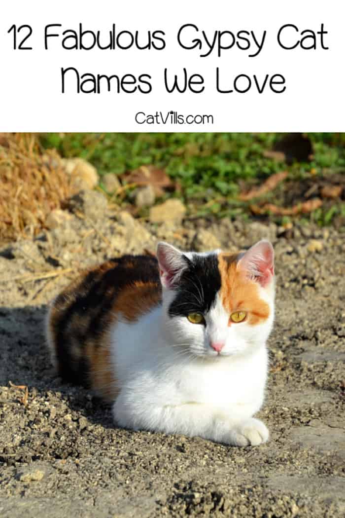 12 Gypsy Cat Names That We Love