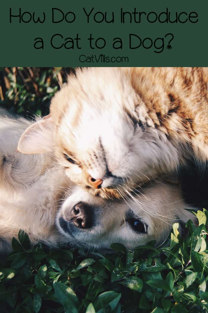 Bringing a new cat into the home raises the question of how to introduce a cat to a dog or a cat to another cat. Read on for tips on how to do it safely!