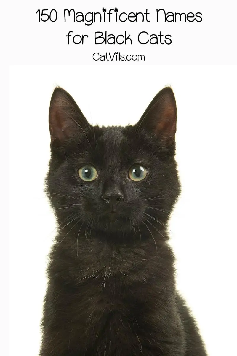 Bombay kitten with text referring to black cat names