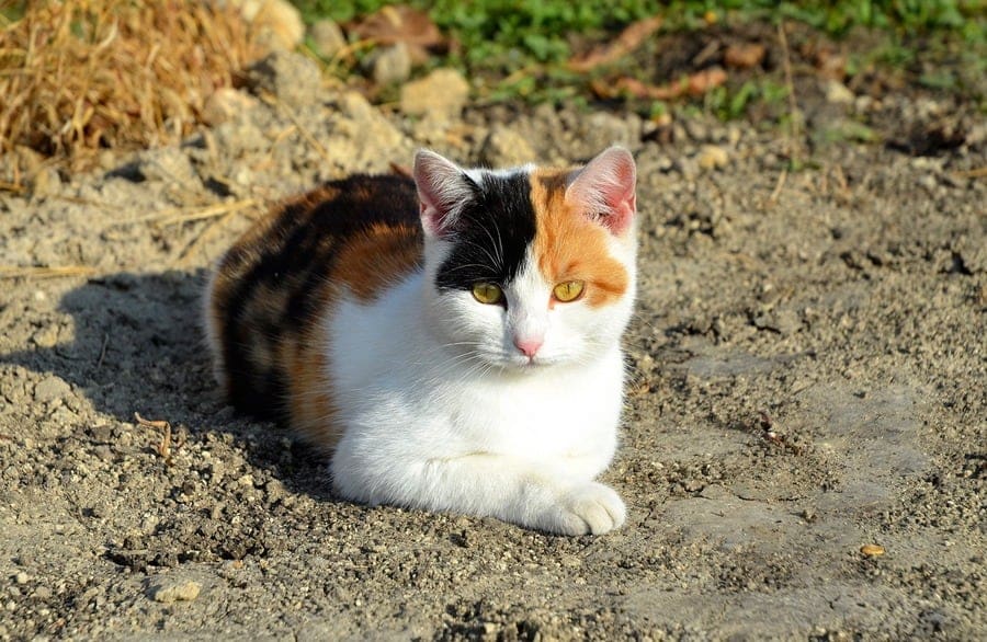 12 Gypsy Cat Names That We Love