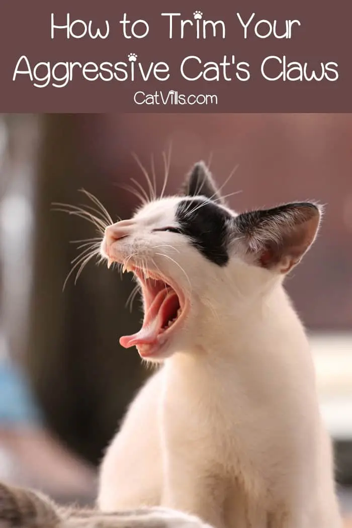 How to Trim the Claws on an Aggressive Cat CatVills