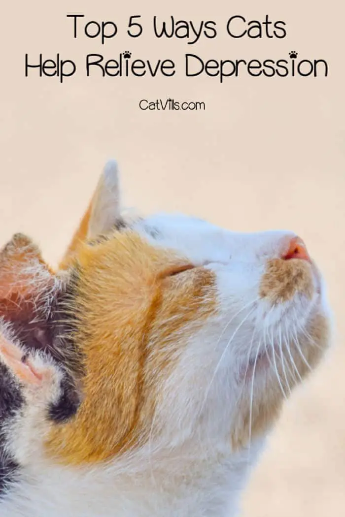 Did you know that cats are super beneficial to your mental well-being? True story! Don't believe me? Check out these ways cats relieve depression.