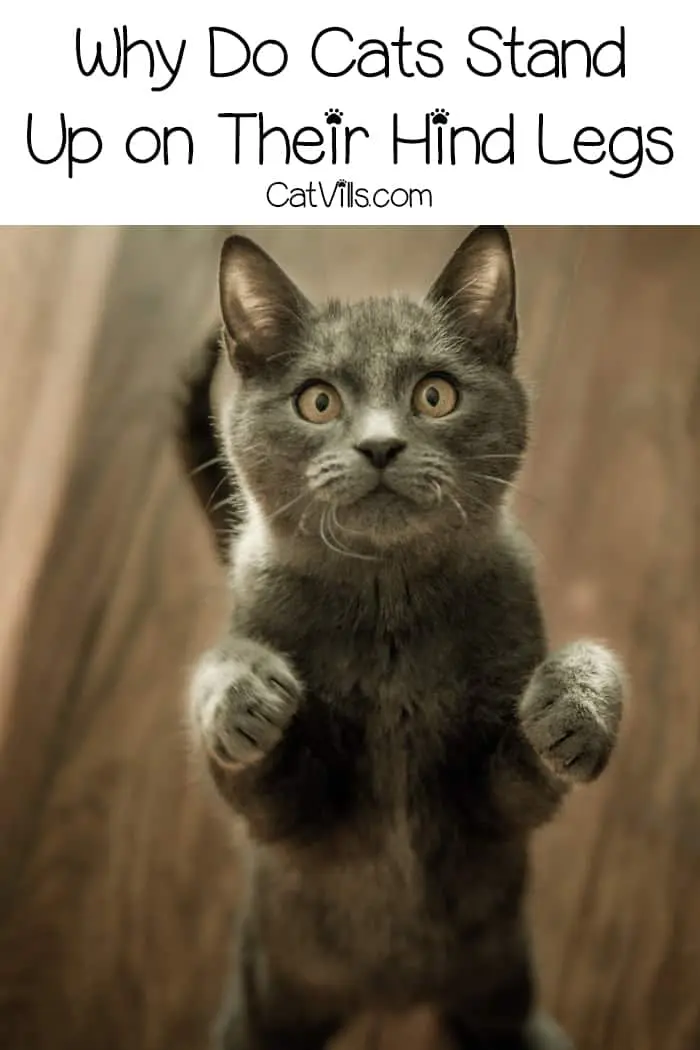 Why do cats stand on their hind legs? Because they can! Kidding! There are actually a few potential reasons for their meerkat impressions. Check them out!