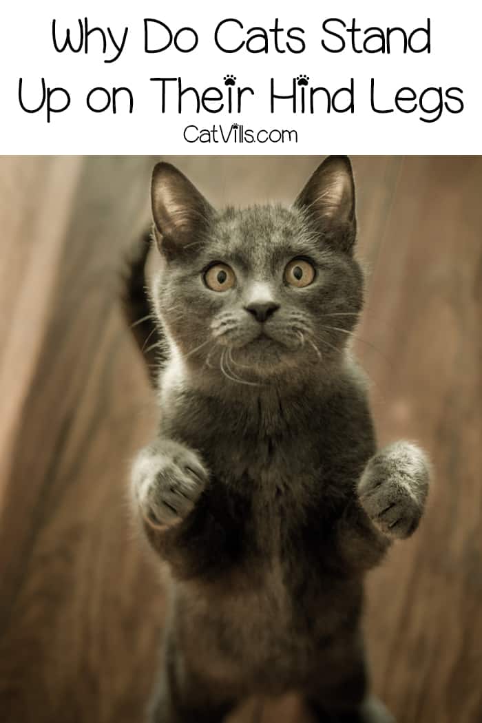 Why Do Cats Stand On Their Hind Legs 10 Reasons Why