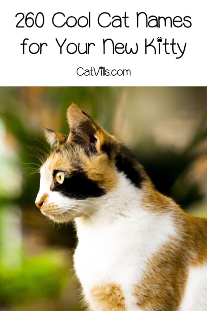 260 Cool Cat Names (