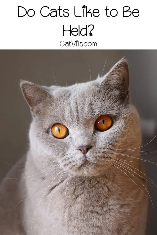 Do Cats Like Being Picked Up? Here's How to Tell