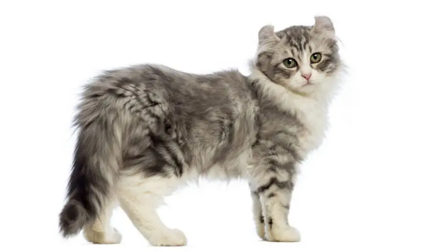 Kinkalow Cat breed