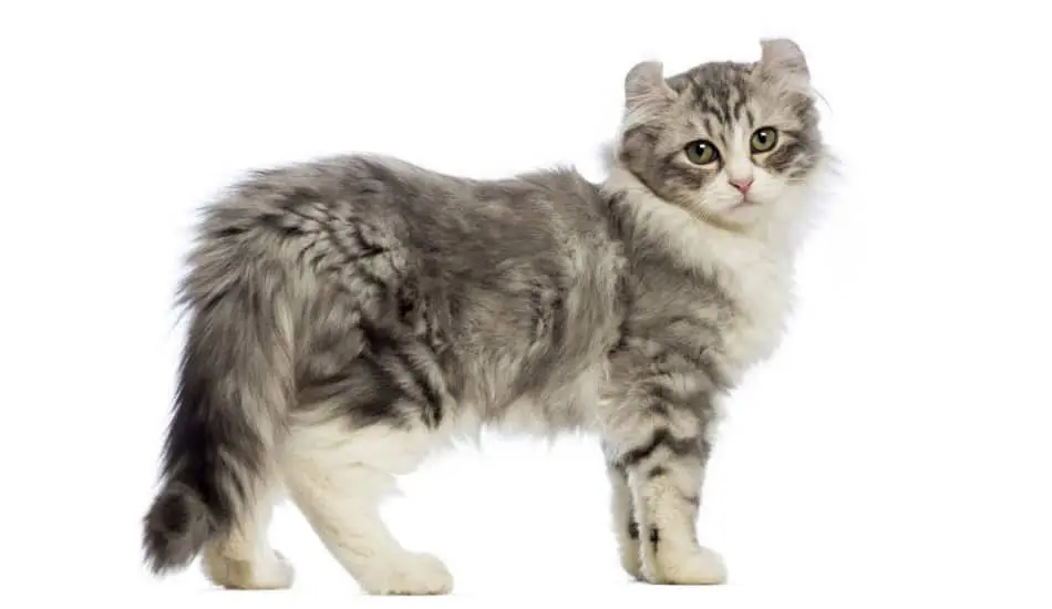Kinkalow Cats: The Playful and Lovable Breed You Need to Know