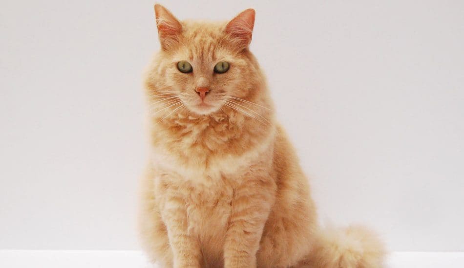 Famous Cat Names That Capture Your Cat’s Unique Personality