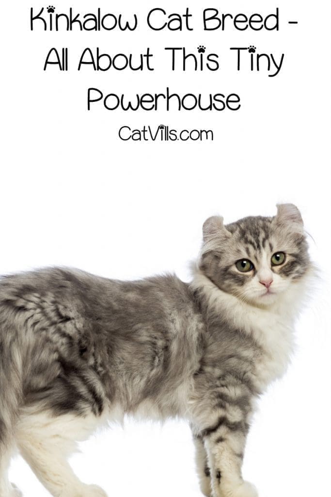 The Kinkalow cat is a breed know for its adorable stature, curled ears, and high energy. Read on for everything you need to know about this tiny powerhouse!