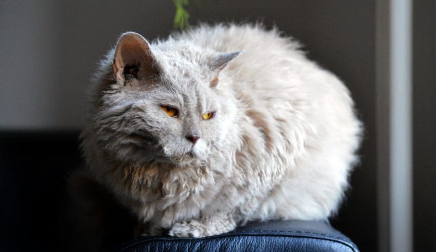 The Lambkin cat is an adorable fluff bomb of sweetness. Read all about the Lambkin cat, its traits, and how to care for it properly here.