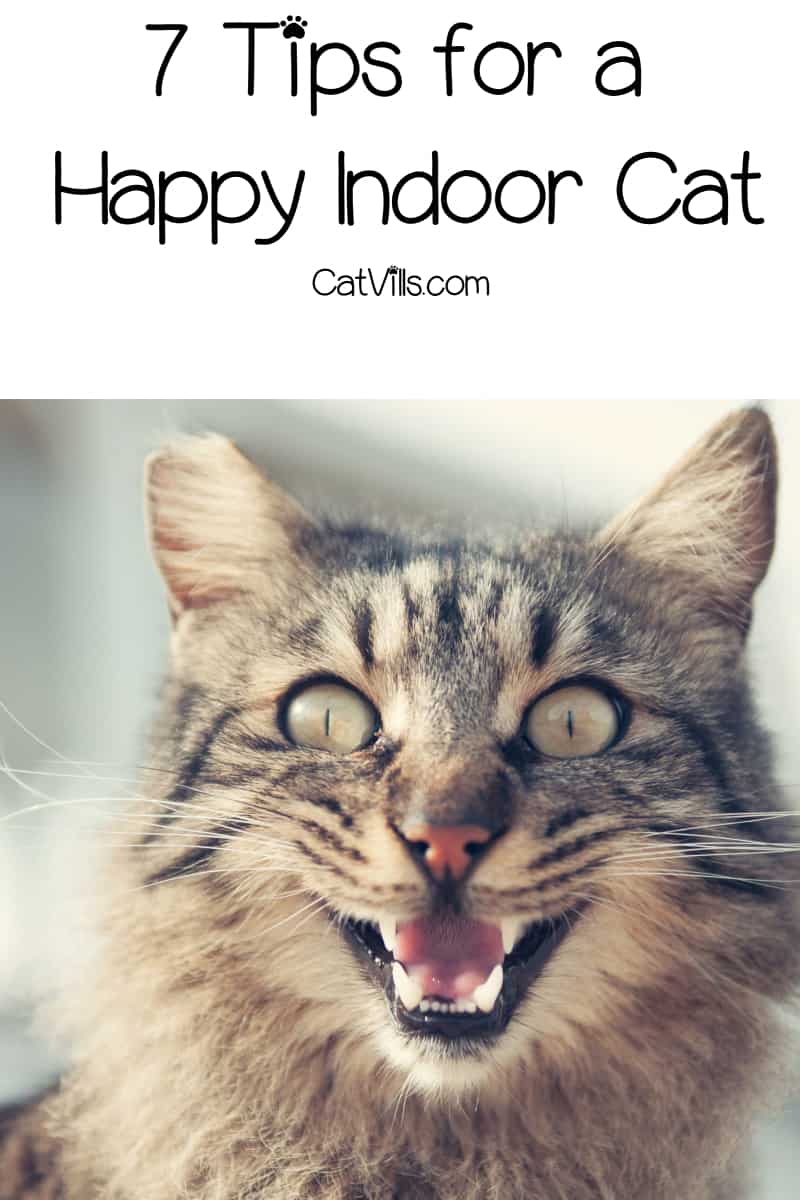 Looking for tips for a happy indoor cat? We've got you covered! Read on for 7 ways to brighten the life of your indoor kitty!