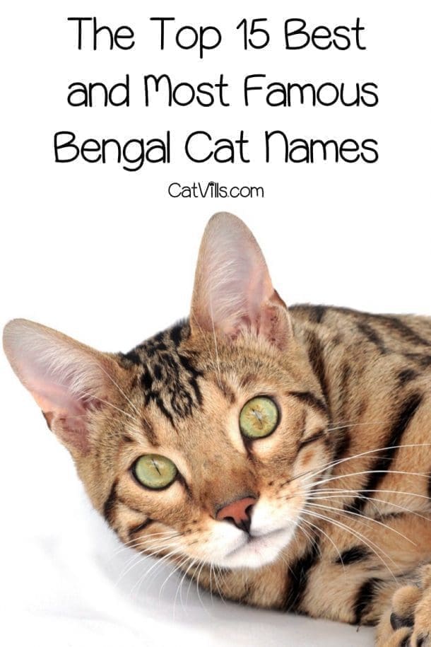The Top 15 Best and Famous Bengal Cat Names