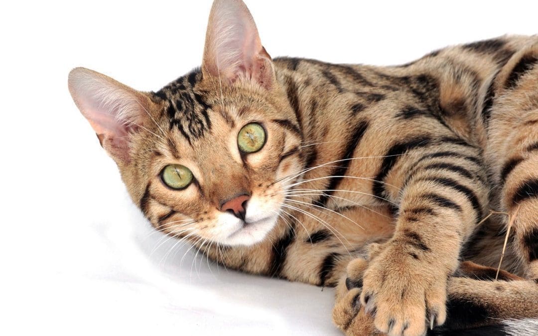 The Top 15 Best and Famous Bengal Cat Names