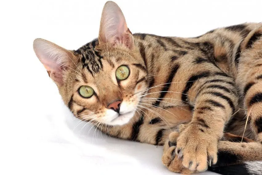 bengal cat names f