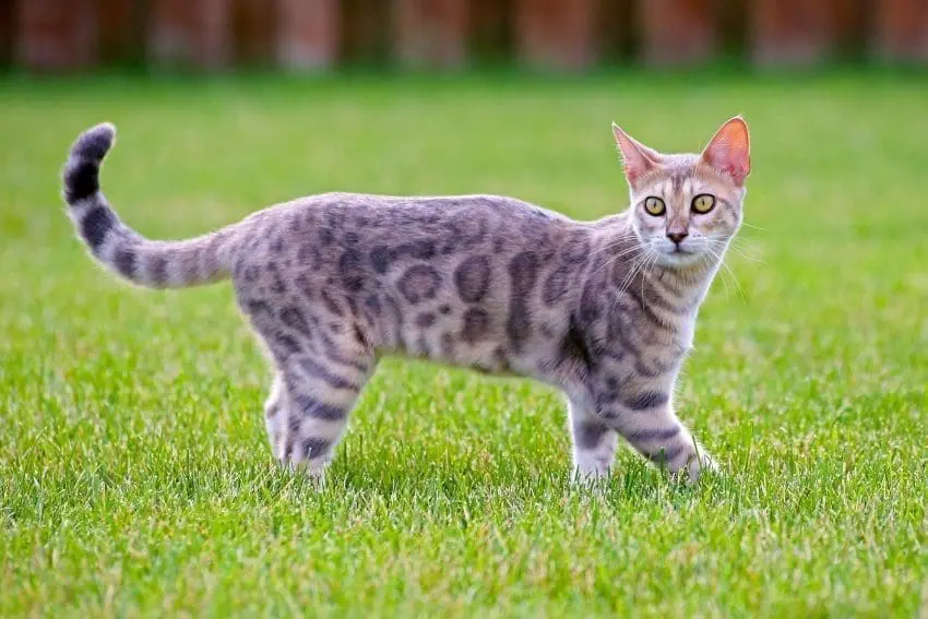 Have you heard of the Genetta cat breed? It's a relatively new designer munchkin cat mix that's quickly gaining in popularity. Learn all about it!