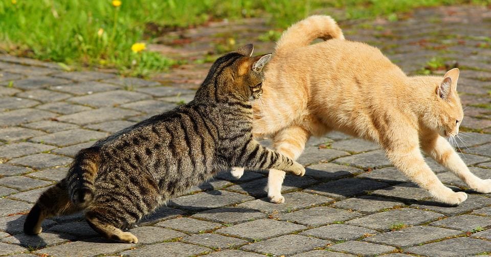 Do you want to know how to break a cat fight? Keep on reading to get five amazing tips to break up your fighting felines safely.