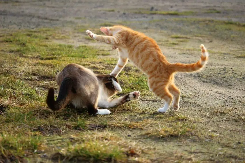 cats about to fight