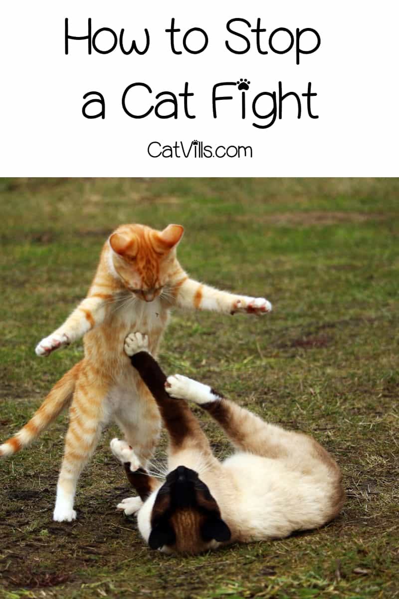Do you want to know how to break a cat fight? Keep on reading to get five amazing tips to break up your fighting felines safely.