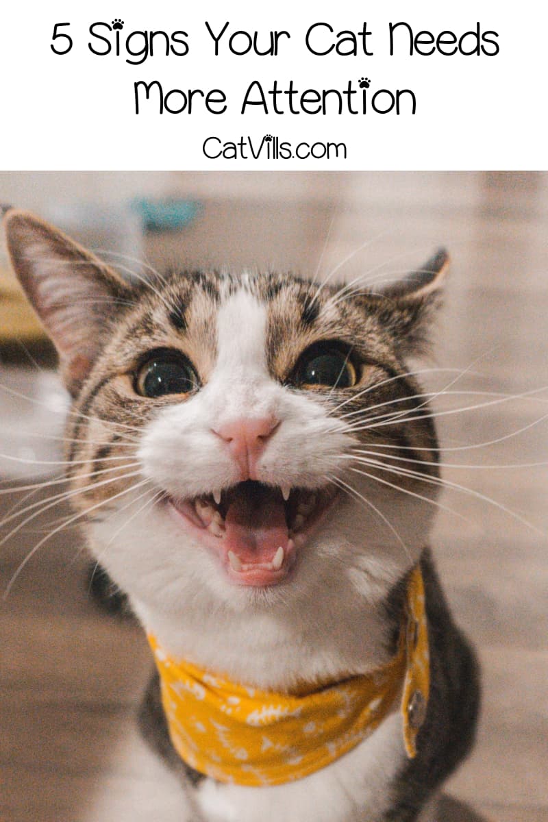 Do you know the signs your cat needs more attention? Read on for 5 ways your cat is trying to tell you that she needs a little extra loving care!