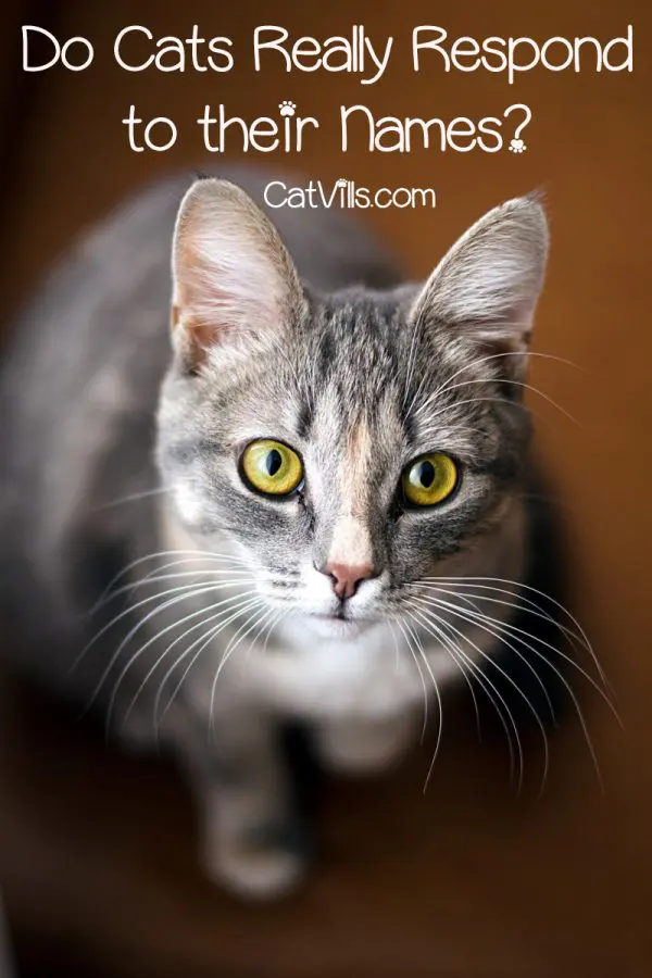 Do cats really respond to their names? You spend a lot of time picking out the perfect cat name, so you want them to actually understand it! Find out why they will or won't come when you call!