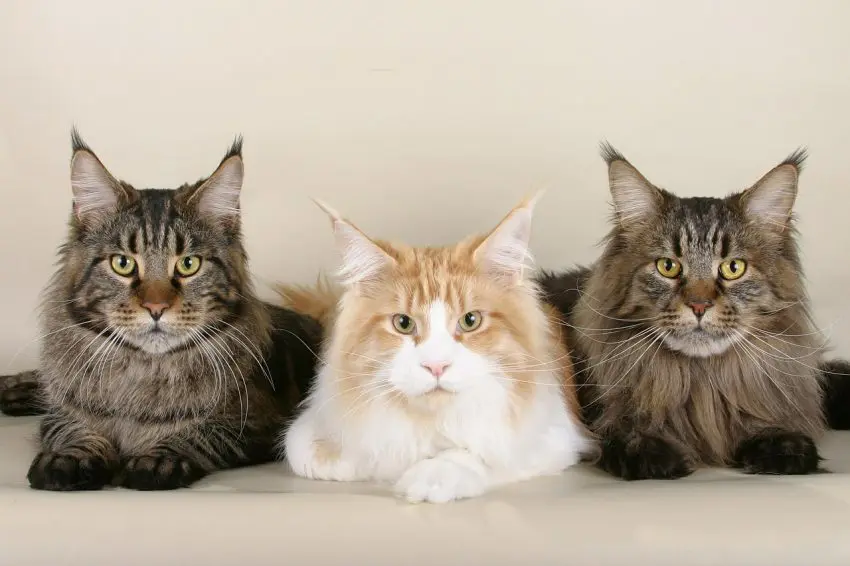 Trio of maine coons in different colors