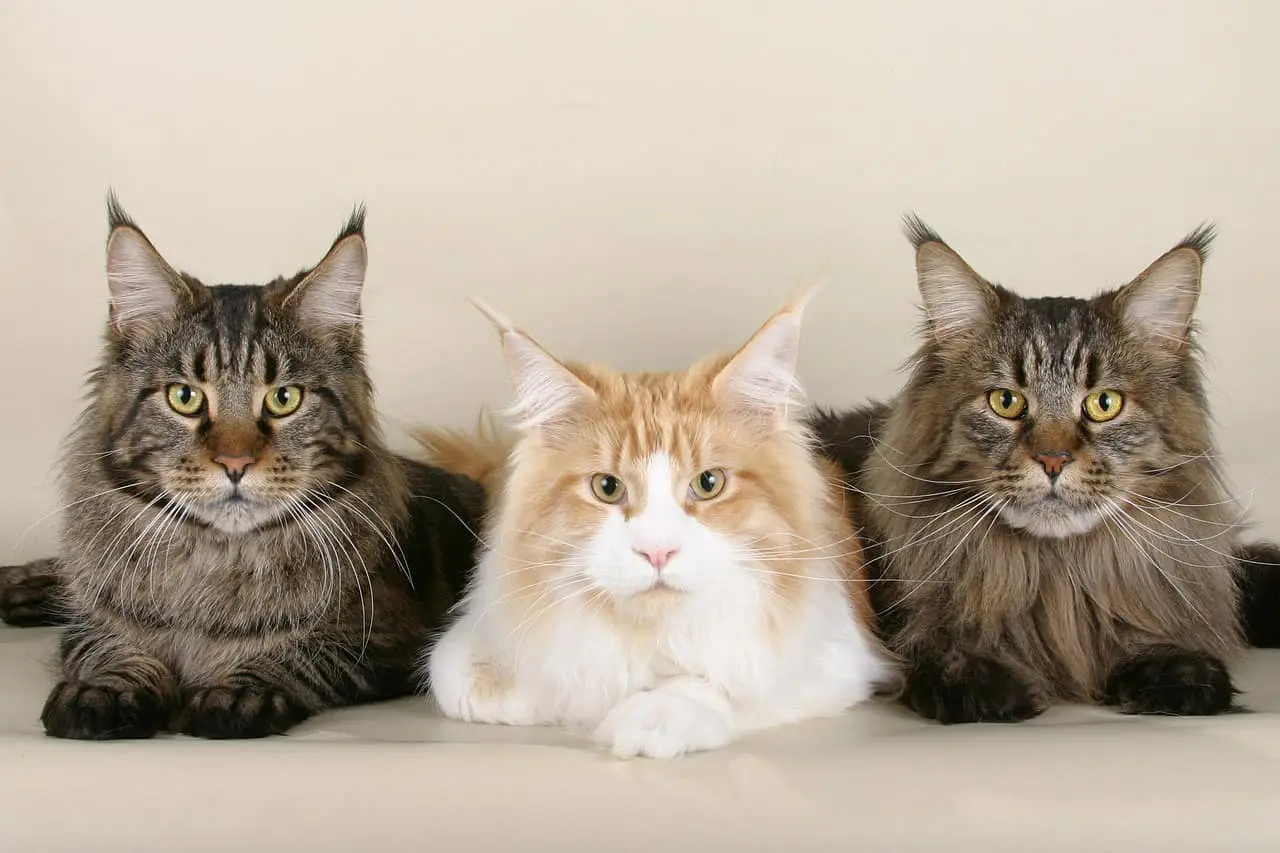 Cercando le migliori lettiere per gatti Maine Coon? Le dimensioni contano sicuramente! Scopri cosa cercare, poi controlla le nostre 5 migliori scelte per la lettiera XL!