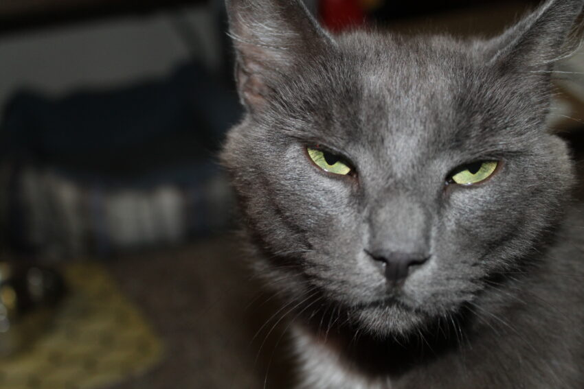Russian Blue