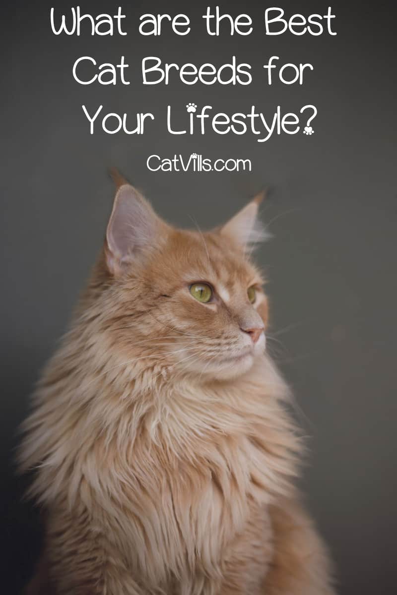 What are the best cat breeds? That depends entirely on your lifestyle and needs! Read on to find out our top choice for every age and stage of your life. 