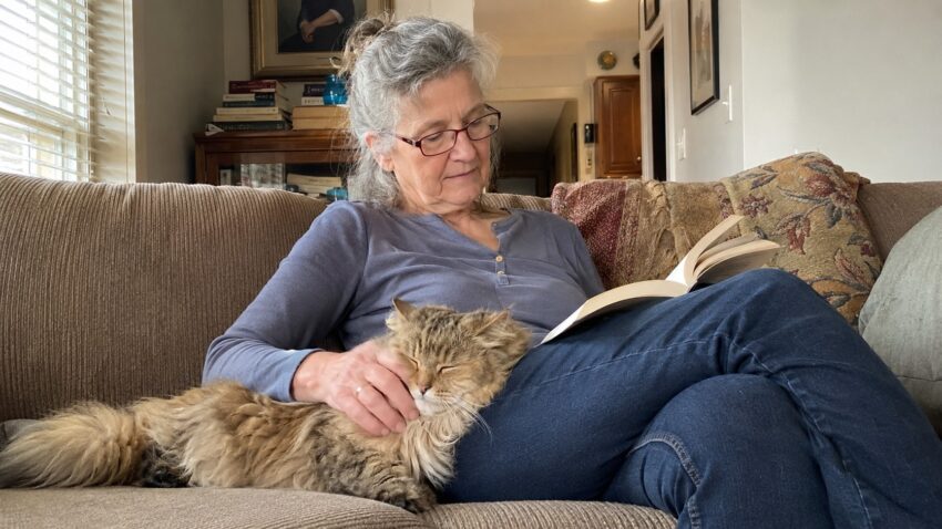 best cat breeds for seniors