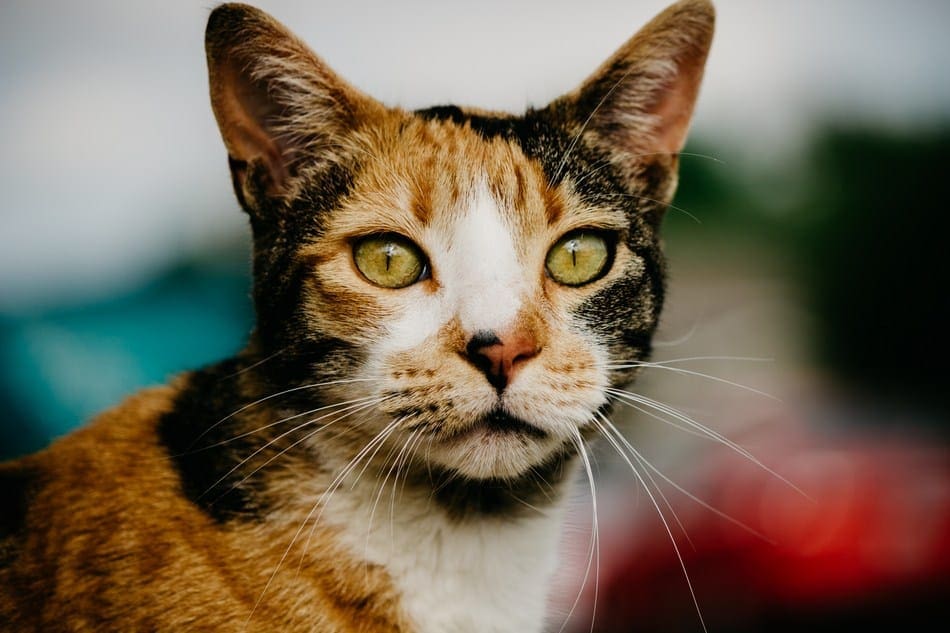 calico cats female