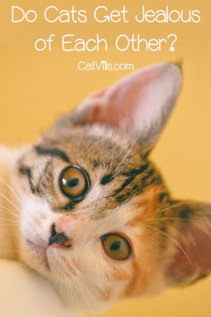 Do Cats Get Jealous? Common Signs And How To Deal With It