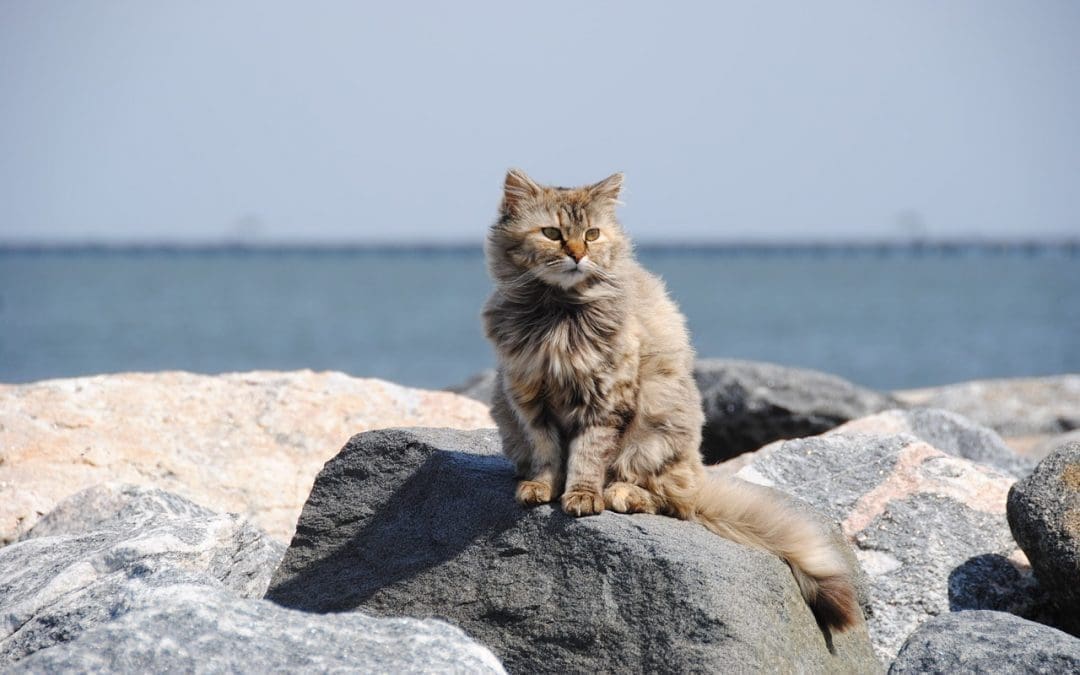 Top 10 Nautical Cat Names for Your New Kitten
