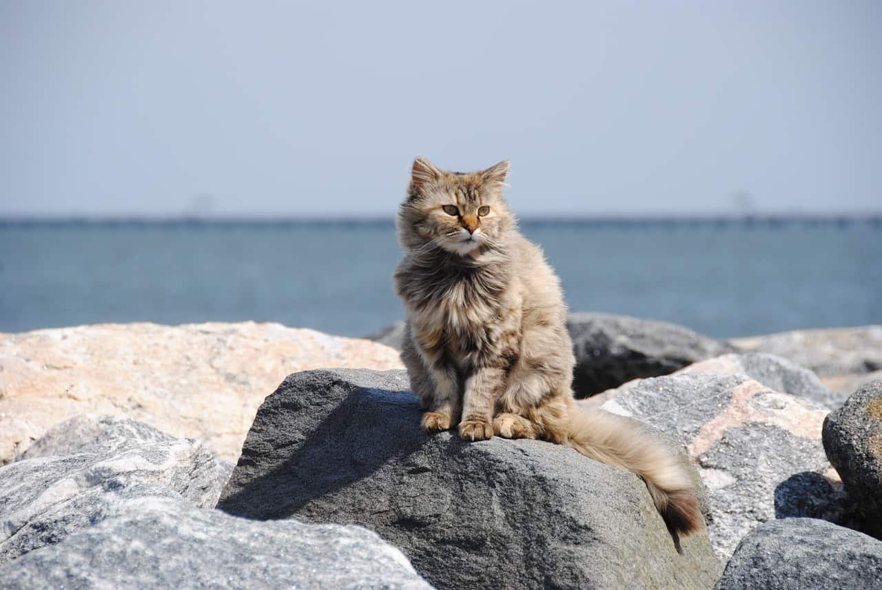 If you are looking for interesting nautical cat names for your new  kitty, you are in the right place. Read on for our top 10 favorite seafaring monikers!