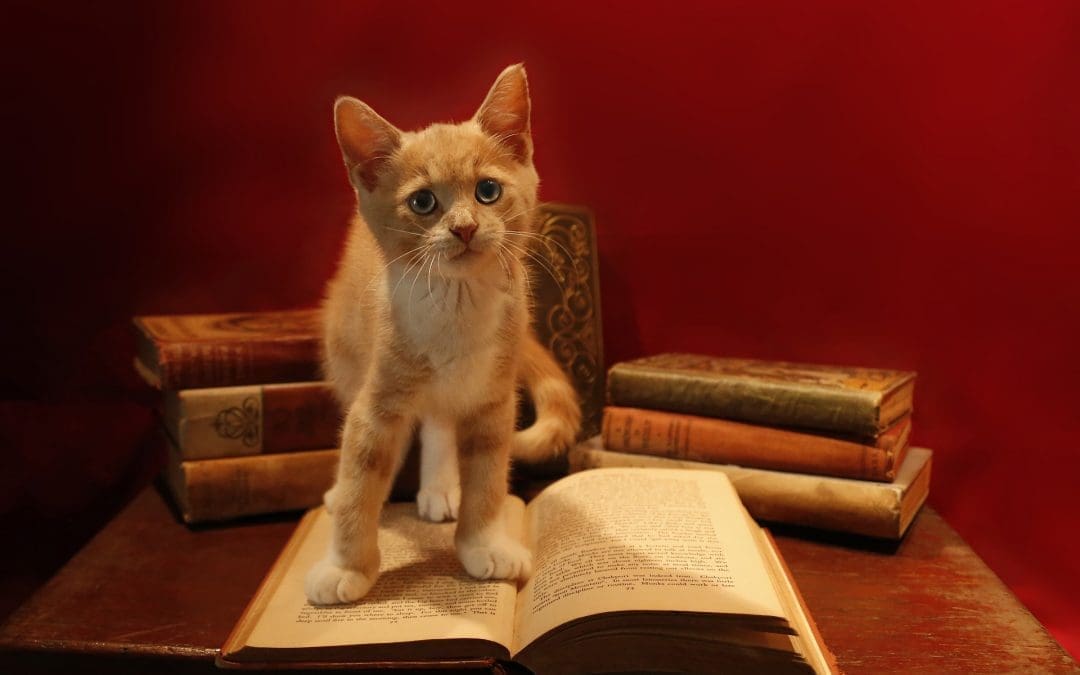 229 Brilliant Literary Names for Cats