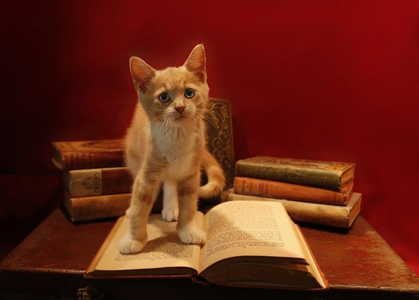 Looking for a few brilliant literary names for cats? You're going to love this list with more than 225 ideas! Check it out!