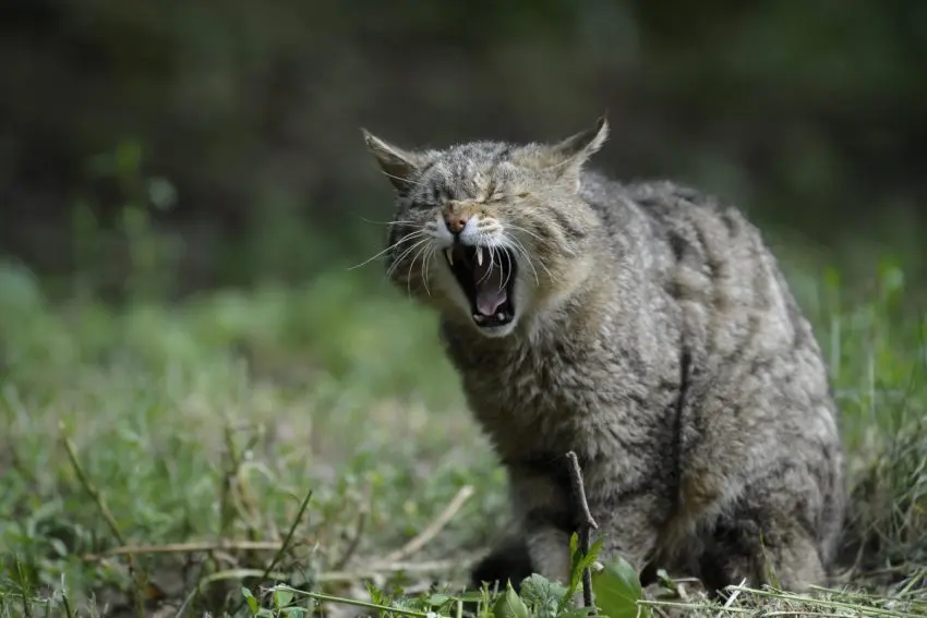Badass Cat Names That Command Respect: Powerful and Fearless