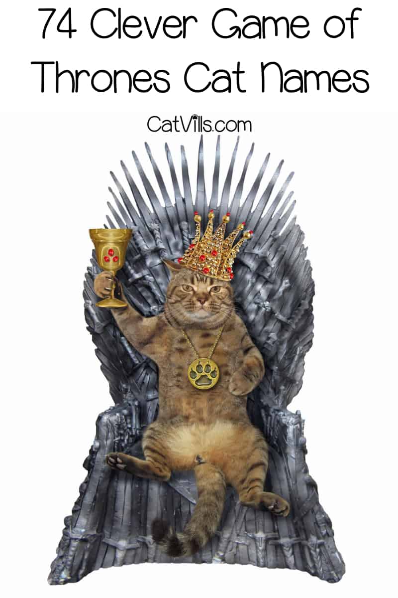 74 Clever Game Of Thrones Inspired Cat Names For Male Female Kitties