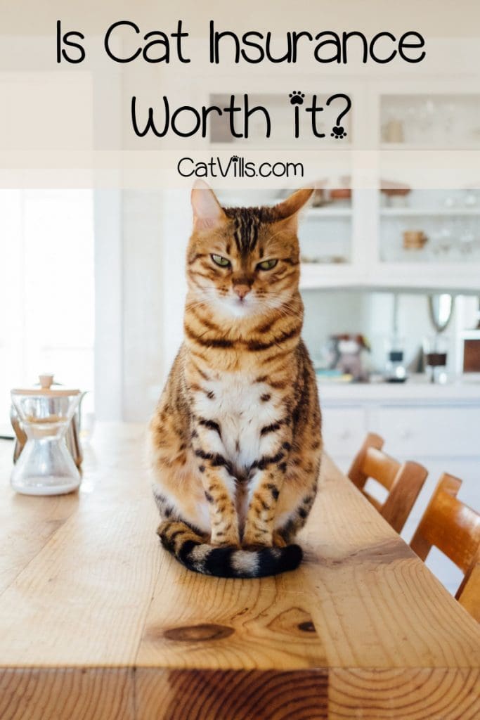 Is cat insurance worth it? Read on to find out the average cost and benefits of pet insurance for cats to find out the answer!