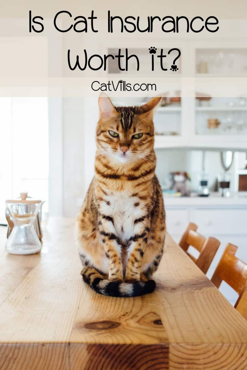 Cat Insurance 101 The Ultimate Guide to Pet Protection