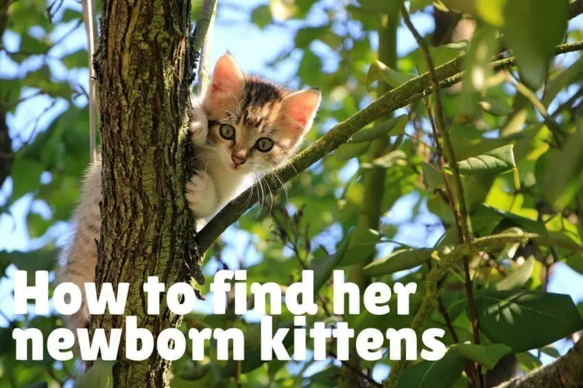 kitten outside climbing a branch of the tree