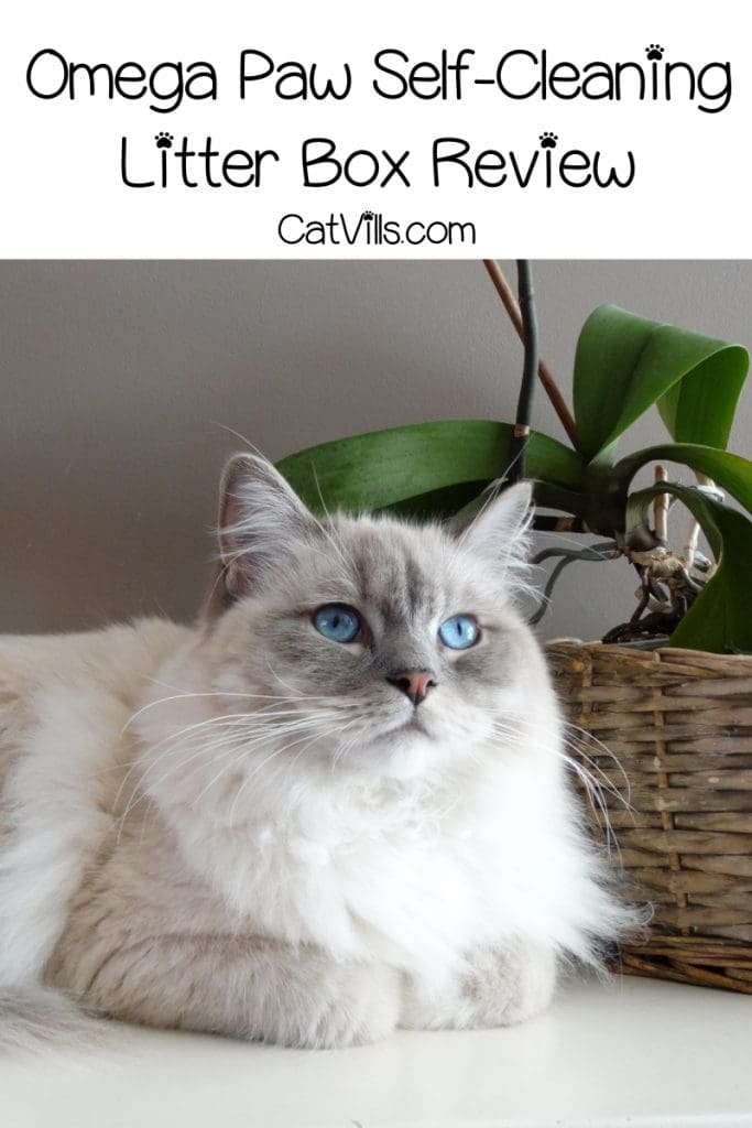 blue-eyed Persian cat beside a plant on a basket
