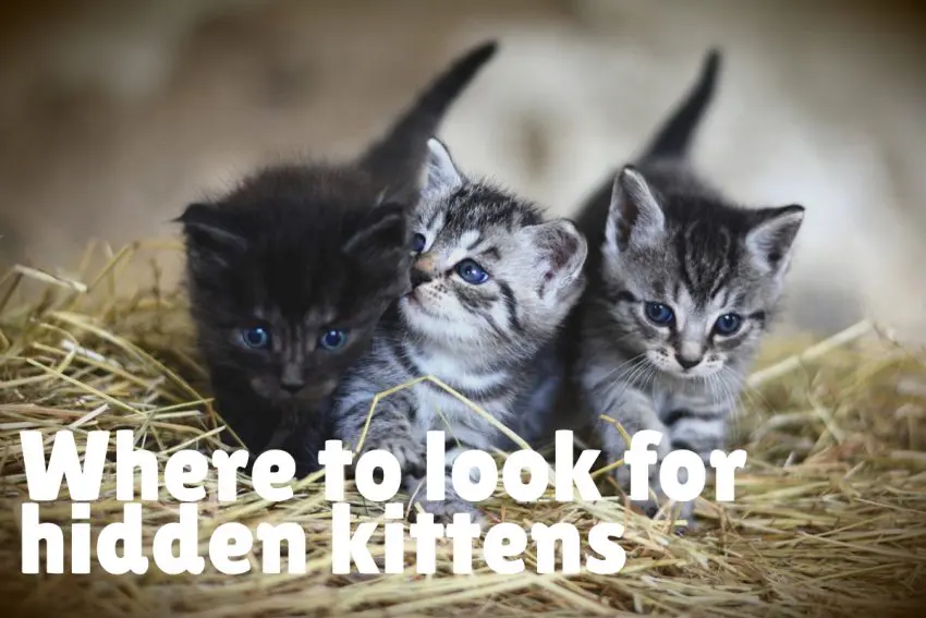 3 blue-eyed kittens on straw grasses